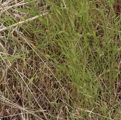 Brachypodium distachyon