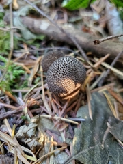 Lycoperdon nigrescens