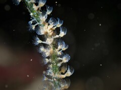 Entoprocta