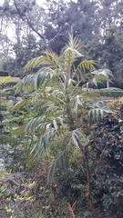 Bocconia arborea