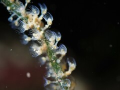Entoprocta