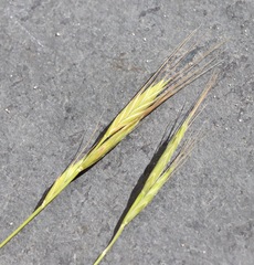 Brachypodium distachyon