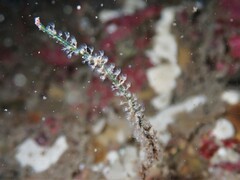 Entoprocta