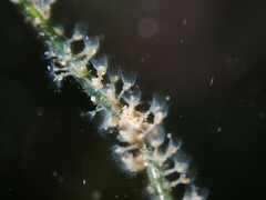 Entoprocta