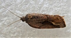 Pyrgotis zygiana