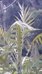 Bocconia arborea