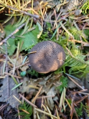 Lycoperdon nigrescens