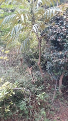 Bocconia arborea
