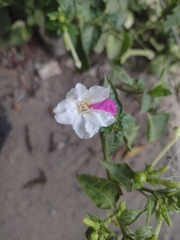 Mirabilis