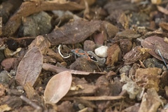 Lygaeus kalmii kalmii