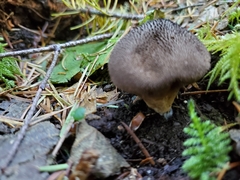 Lycoperdon nigrescens