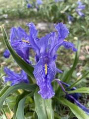 Iris planifolia
