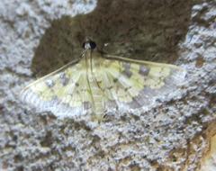 Diacme elealis
