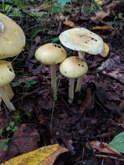 Agaricales