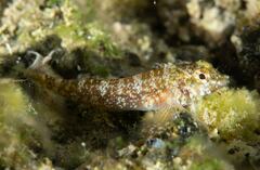 Enneapterygius rufopileus
