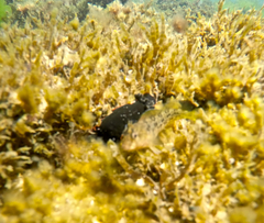 Dendrodoris arborescens