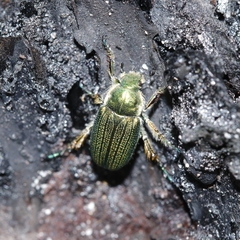 Diphucephala