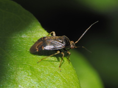 Polymerus