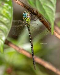 Triacanthagyna trifida