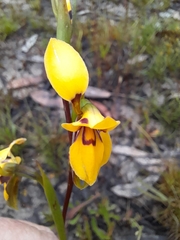 Diuris brevifolia