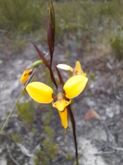 Diuris brevifolia