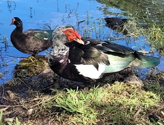 Cairina moschata domestica