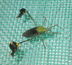 Diactor bilineatus