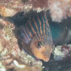 Pseudocheilinus hexataenia