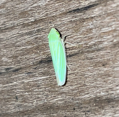 Draeculacephala robinsoni