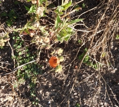 Sphaeralcea cordobensis