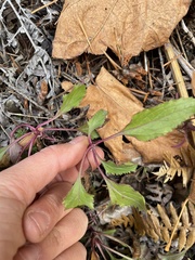 Penstemon serrulatus