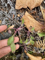 Penstemon serrulatus