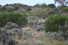 Osphranter robustus erubescens