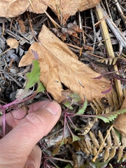 Penstemon serrulatus