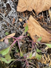 Penstemon serrulatus
