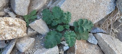 Phacelia pedicellata