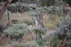 Osphranter robustus erubescens