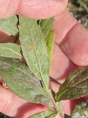 Coleosporium