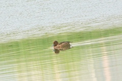 Aythya nyroca