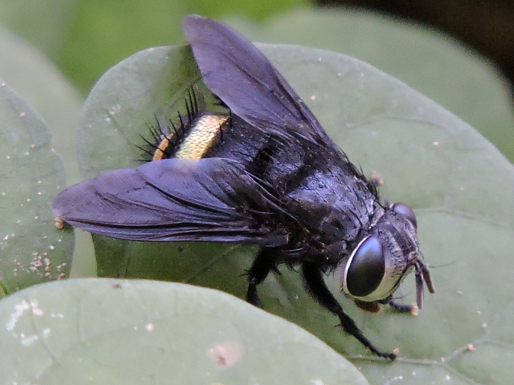 Belvosia borealis