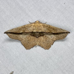 Polyacme dissimilis