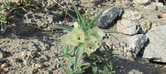 Mohavea confertiflora
