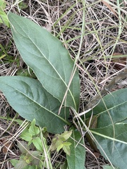 Silphium