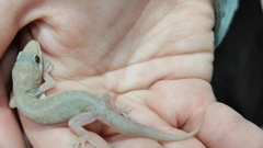 Gehyra mutilata