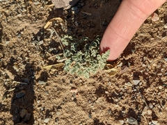 Sphaeralcea hastulata