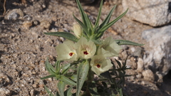 Mohavea confertiflora