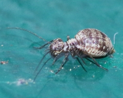 Mesopsocus immunis