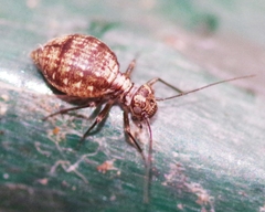 Mesopsocus immunis