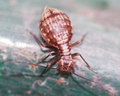Mesopsocus immunis