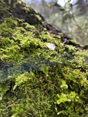 Homalothecium sericeum